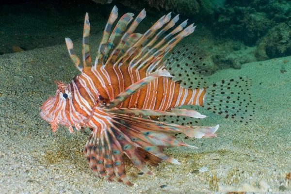 خروس ماهی ولیتان