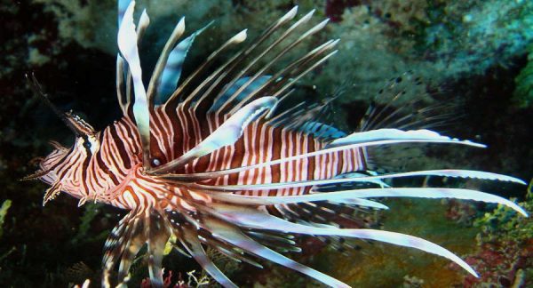 Volitan Lionfish