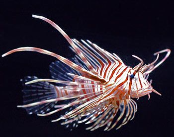 Volitan Lionfish
