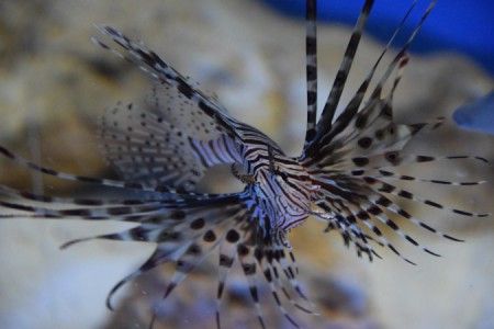 Volitan Lionfish