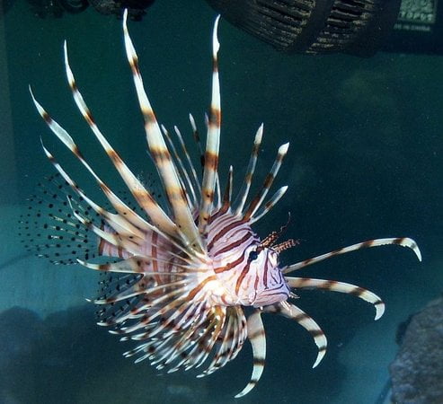 Volitan Lionfish