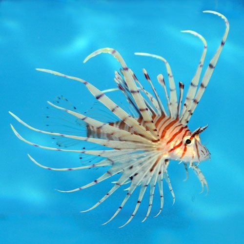 Volitan Lionfish