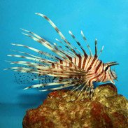 Volitan Lionfish