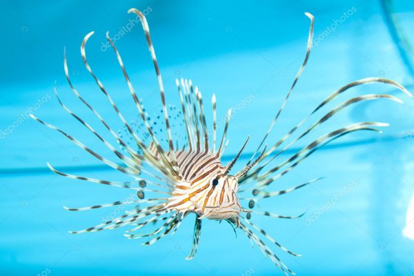 Volitan Lionfish