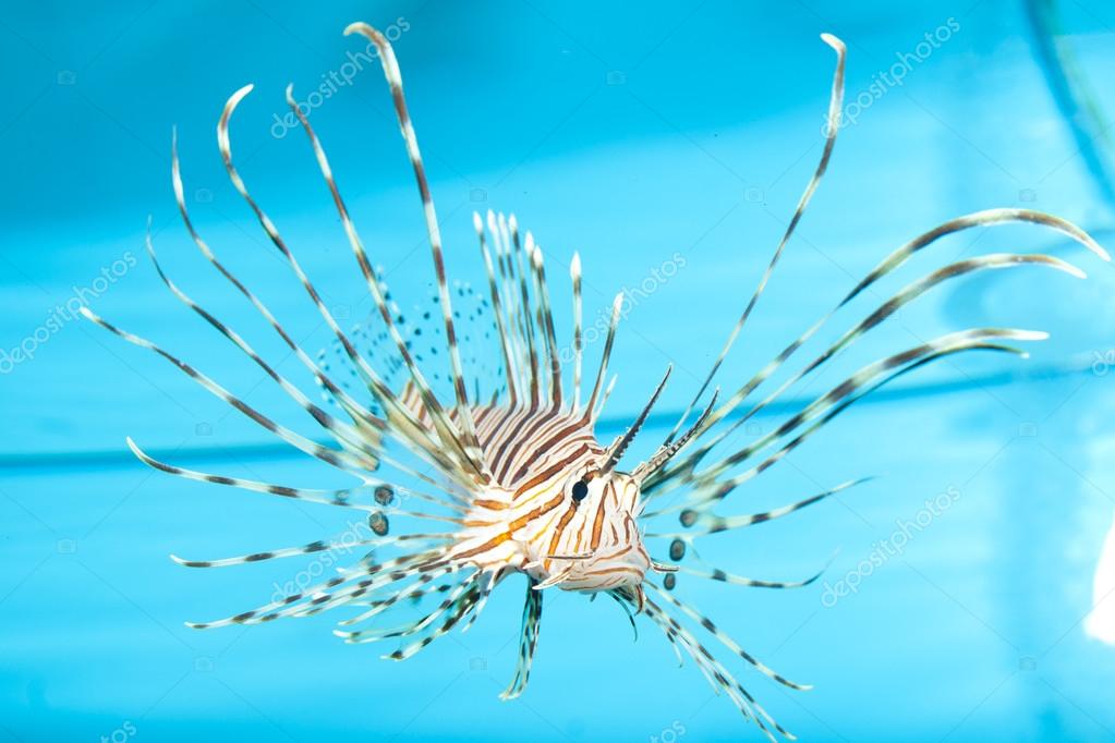 Volitan Lionfish