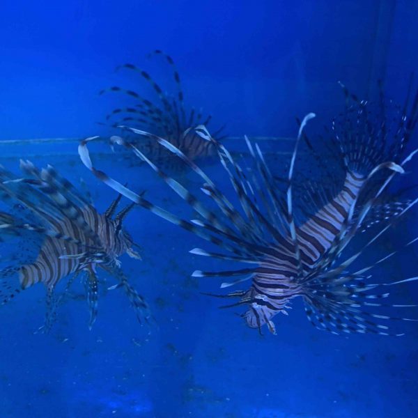 Volitan Lionfish