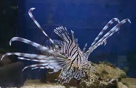 Volitan Lionfish