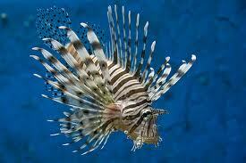 Volitan Lionfish