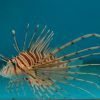 Volitan Lionfish