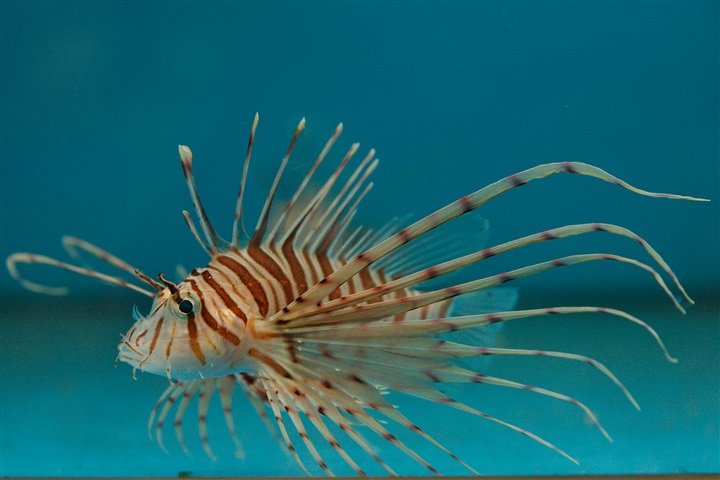 Volitan Lionfish