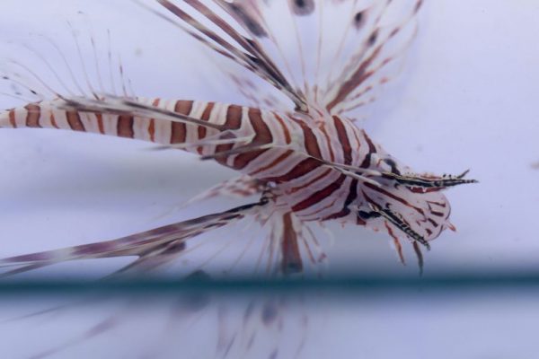 Volitan Lionfish