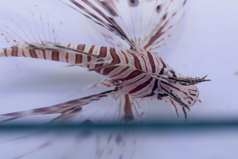 Volitan Lionfish