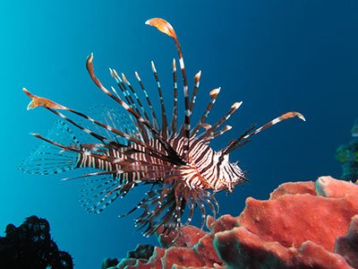 Volitan Lionfish