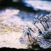 Volitan Lionfish