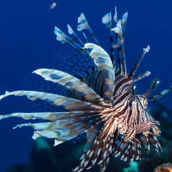 Volitan Lionfish