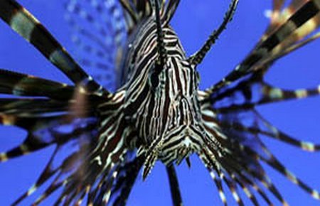 Volitan Lionfish