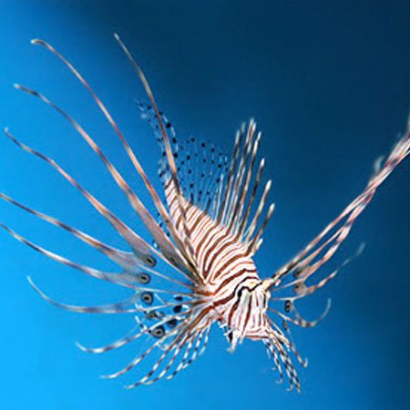 Volitan Lionfish