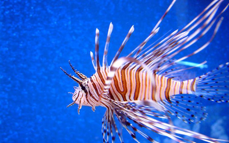 Volitan Lionfish