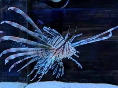 Volitan Lionfish
