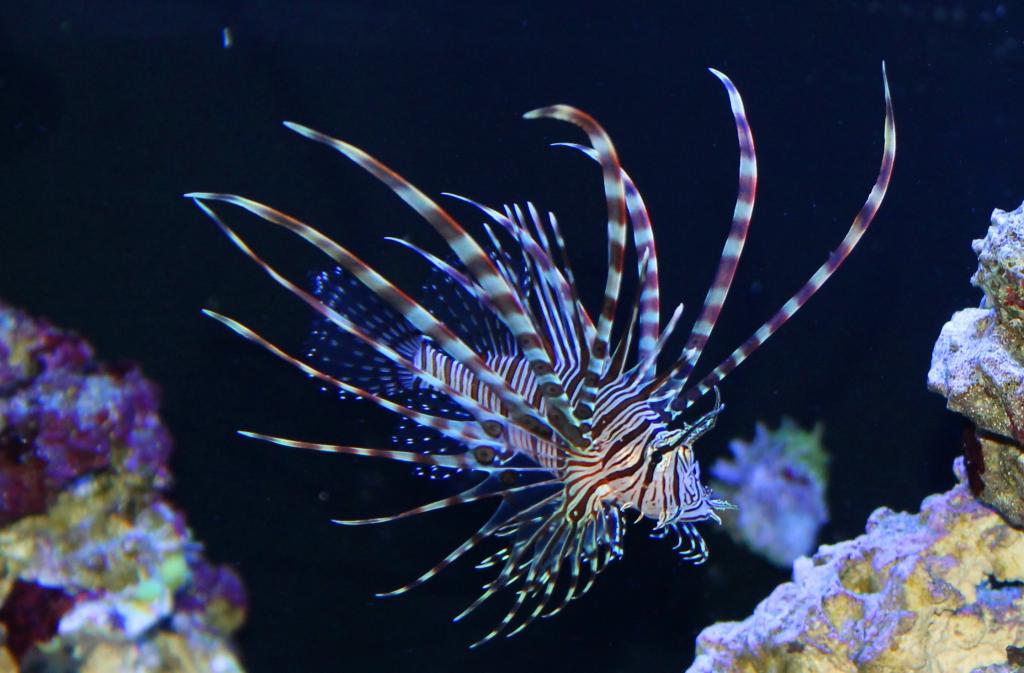 Volitan Lionfish