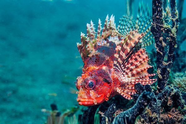 خروس ماهی کوتوله