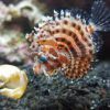 Fuzzy Dwarf Lionfish