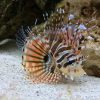Fuzzy Dwarf Lionfish
