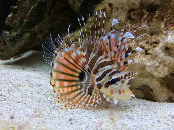 Fuzzy Dwarf Lionfish