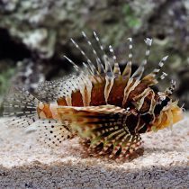 Zebra Lionfish