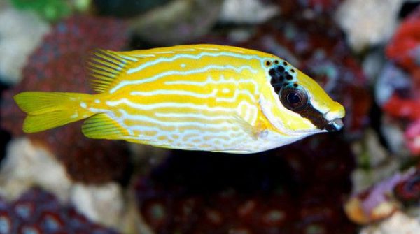 Decorated Rabbitfish