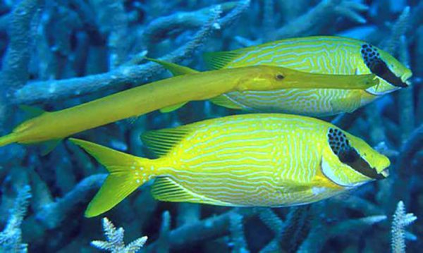 Decorated Rabbitfish