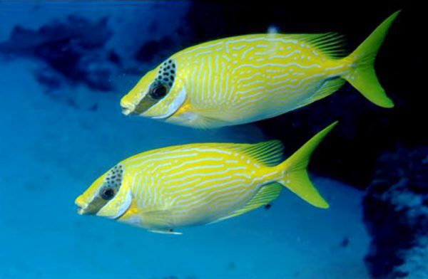 Decorated Rabbitfish