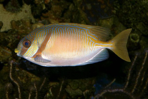 خرگوش ماهی اسکریبلد