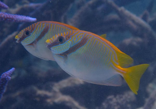 خرگوش ماهی اسکریبلد