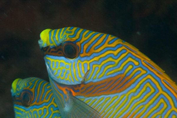 خرگوش ماهی اسکریبلد