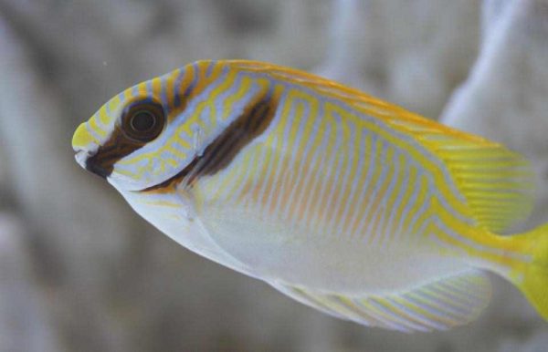 خرگوش ماهی اسکریبلد