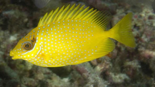 خرگوش ماهی خال آبی