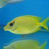 Blue Spotted Rabbitfish