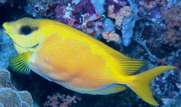 خرگوش ماهی خال آبی