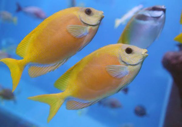Blue Spotted Rabbitfish