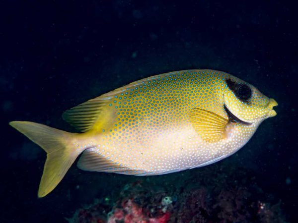 خرگوش ماهی خال آبی