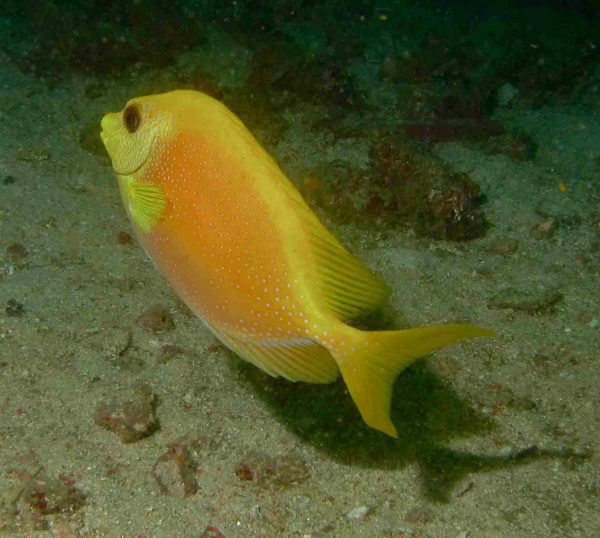Blue Spotted Rabbitfish