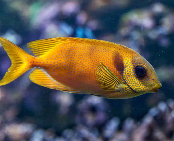 Blue Spotted Rabbitfish