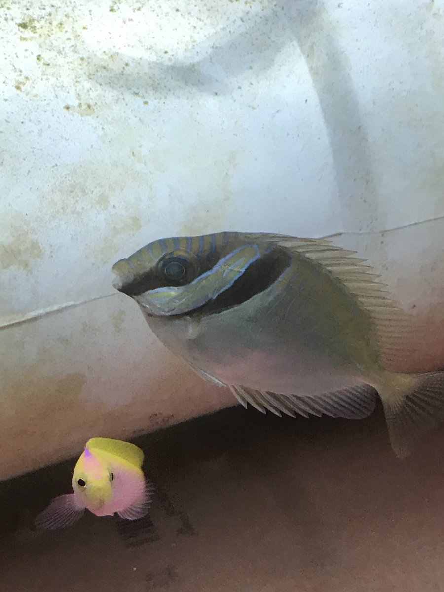 خرگوش ماهی دو خط