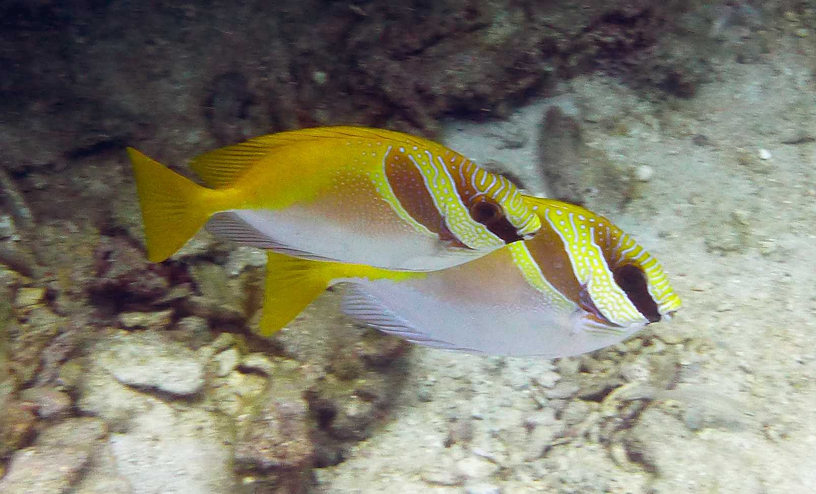 خرگوش ماهی دو خط