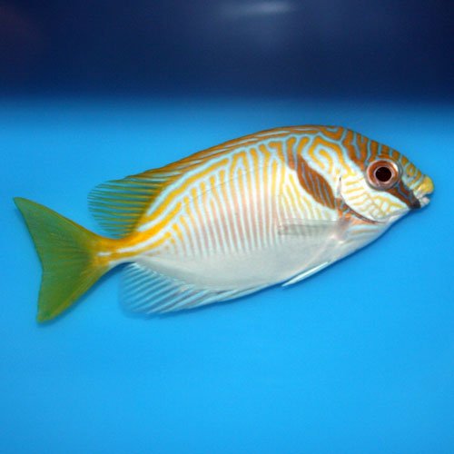 Two Barred Rabbitfish