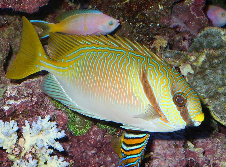 Two Barred Rabbitfish