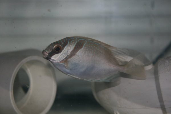 Two Barred Rabbitfish
