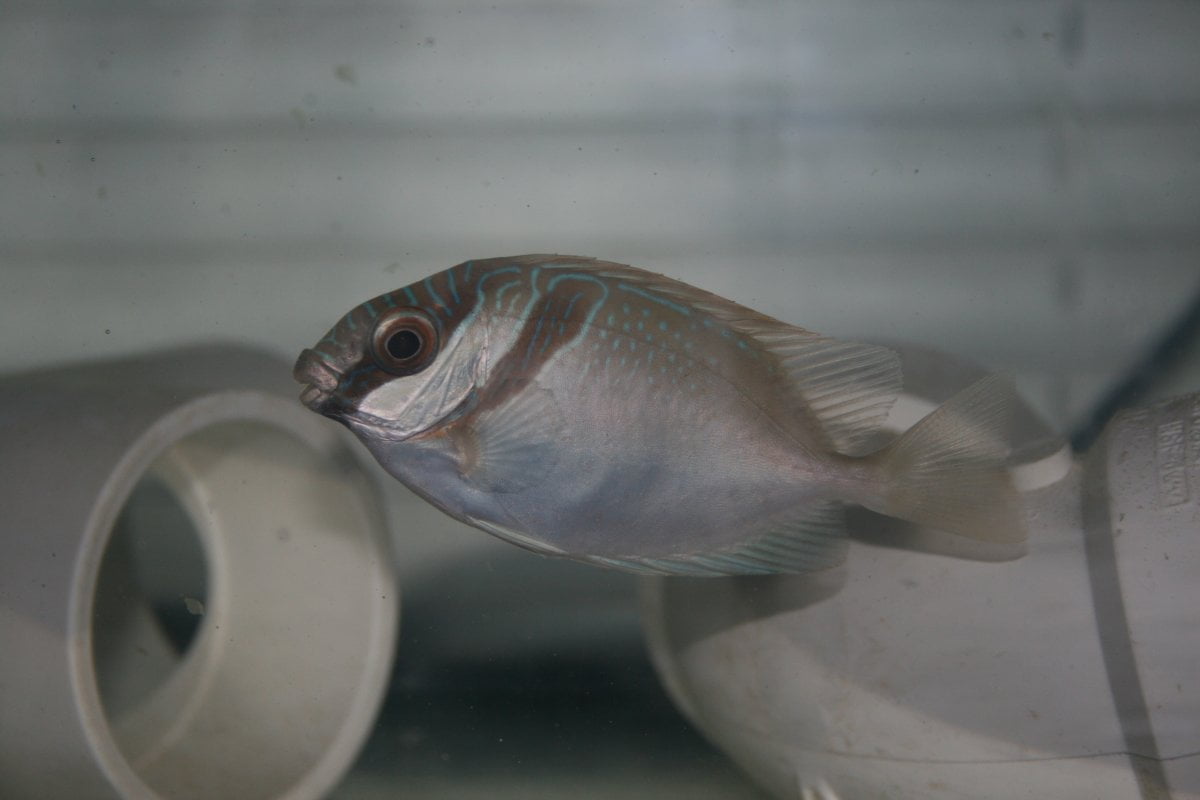 Two Barred Rabbitfish