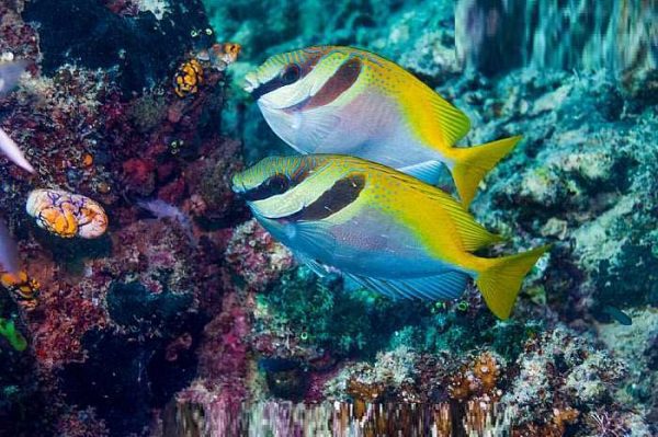 خرگوش ماهی دو خط